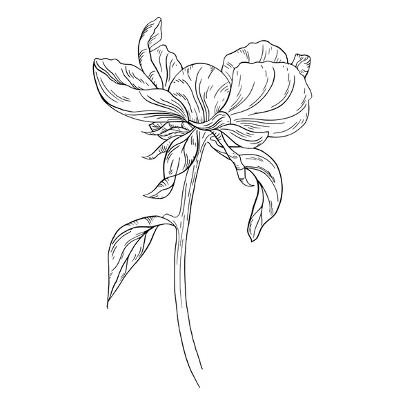 Desenho de tinta de flor de peônia — Vetor de Stock