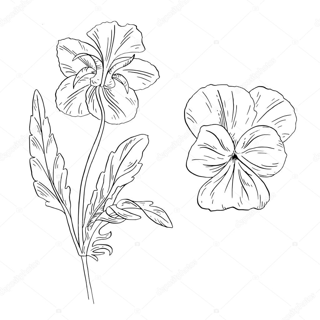 Pansy flowers sketch on white background