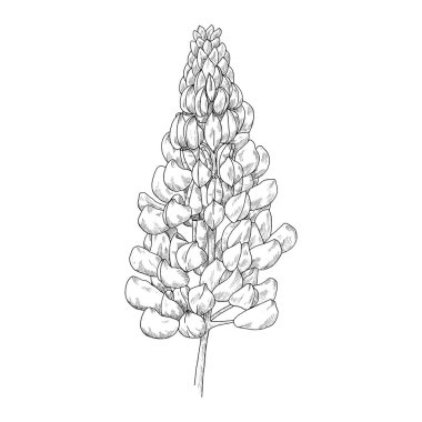 Çiçek mürekkep kroki. Beyaz arka plan üzerinde izole