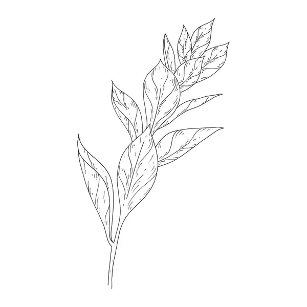 Blätter Tuschskizze auf weißem Hintergrund — Stockvektor