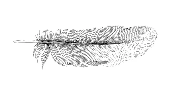 Φτερό μελάνι σκίτσο. Απομονωμένα σε λευκό φόντο — Διανυσματικό Αρχείο