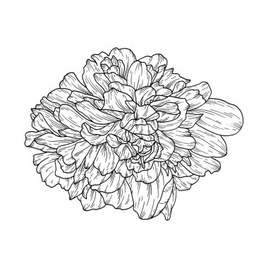 Çiçek mürekkep kroki. Beyaz arka plan üzerinde izole