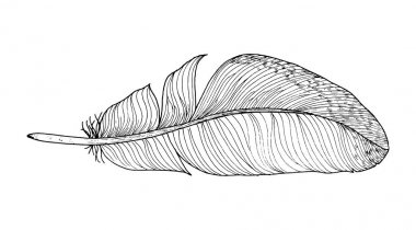 Tüy mürekkep kroki. Beyaz arka plan üzerinde izole