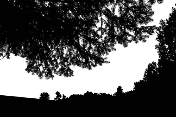 Silhouette de la forêt noire. Isolé sur fond blanc. Vecteur il — Image vectorielle