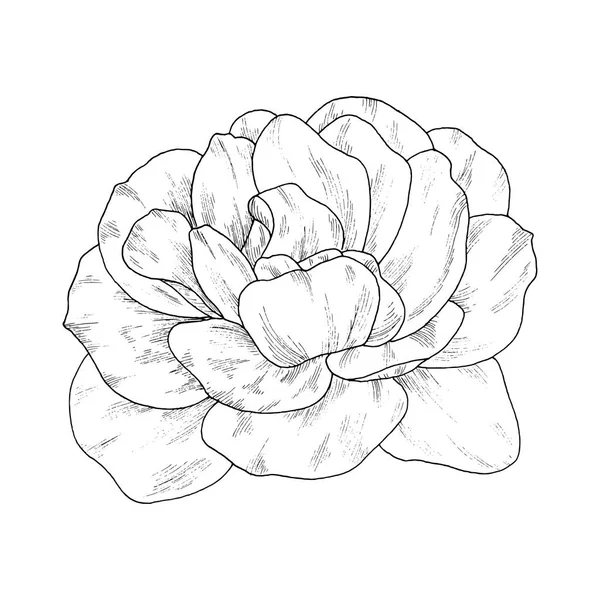 Desenho de tinta de flores. Isolado sobre fundo branco — Vetor de Stock