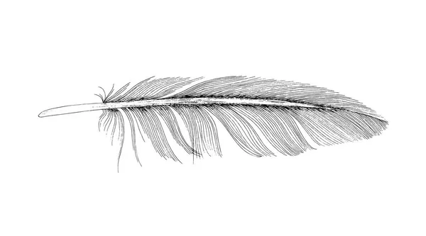 Dibujo de tinta de pluma. Aislado sobre fondo blanco — Vector de stock