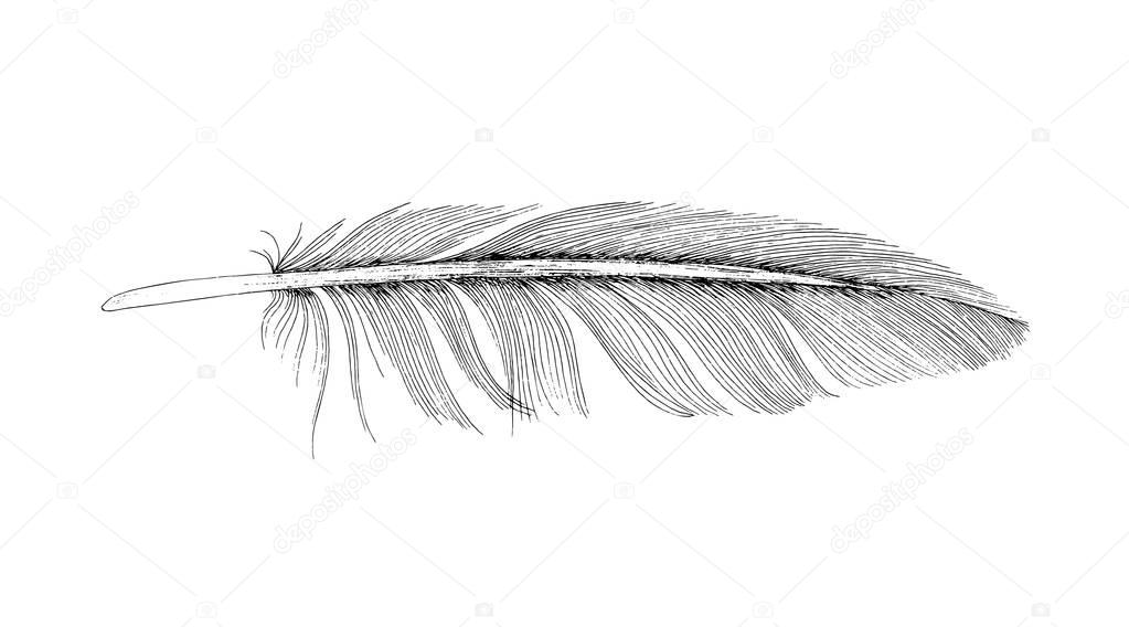 Feather ink sketch. Isolated on white background