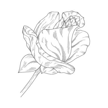 Çiçek mürekkep kroki. Beyaz arka plan üzerinde izole