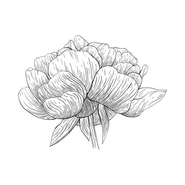 Çiçek mürekkep kroki. Beyaz arka plan üzerinde izole