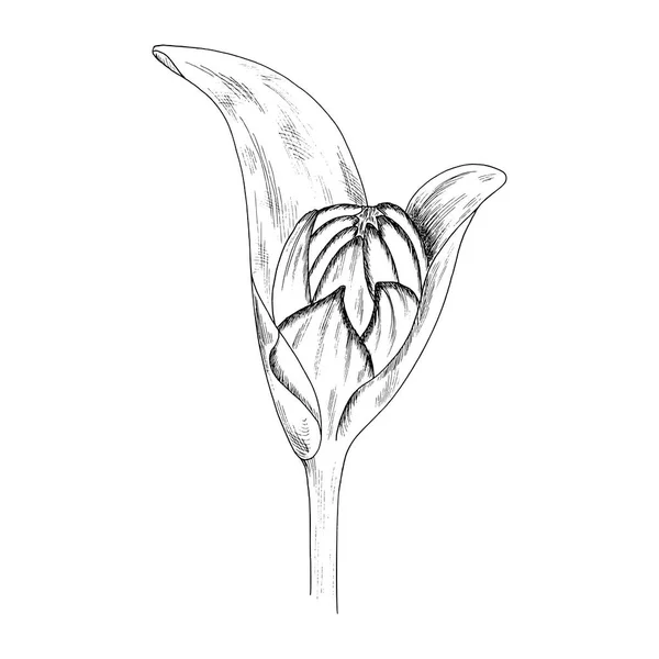 Virág szabadkézi rajz. Elszigetelt fehér background — Stock Vector