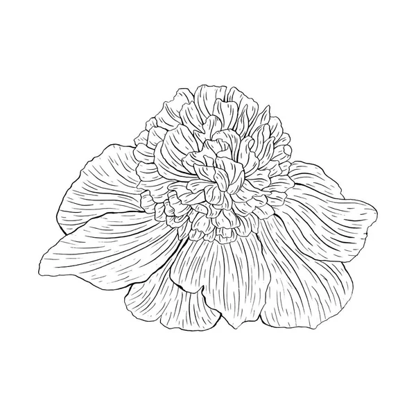 Květina inkoust skica. Izolované na bílém pozadí — Stockový vektor