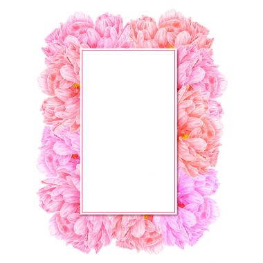 Pembe suluboya Şakayık. Botanik sanat. Bir iş ca için şablon