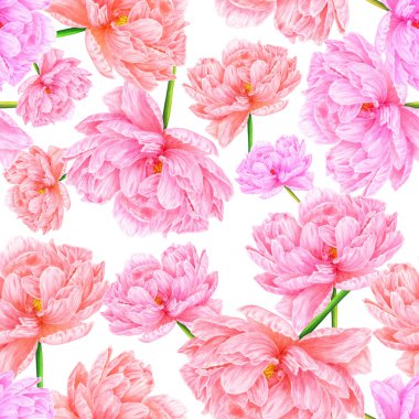 Pembe suluboya Şakayık. Seamless modeli. Botanik sanat. Şablon