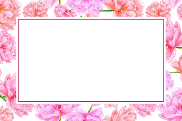 Акварельный розовый пион. Ботаническое искусство. Шаблон для бизнеса — стоковое фото