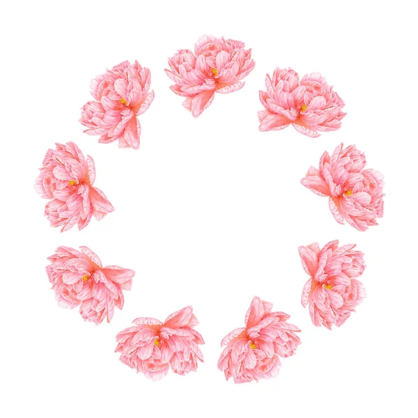 Ακουαρέλα ροζ παιωνία. Βοτανική τέχνη. Πρότυπο για μια αρχή έκδοσης πιστοποιητικών επιχείρησης — Φωτογραφία Αρχείου