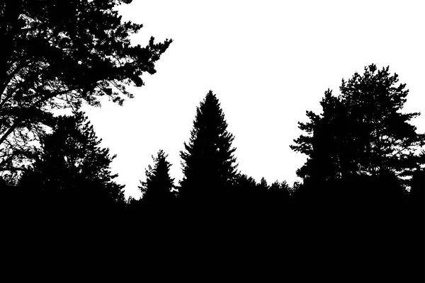Silueta del bosque negro. Aislado sobre fondo blanco — Archivo Imágenes Vectoriales
