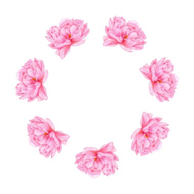 Pembe suluboya Dahlia. Botanik sanat. 