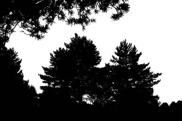 Silhouette forêt noire . — Image vectorielle
