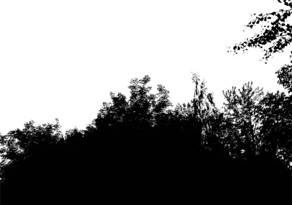Sílhueta da floresta de árvores negras. Cartão com espaço de cópia. Isolado em fundo branco. Vetor —  Vetores de Stock