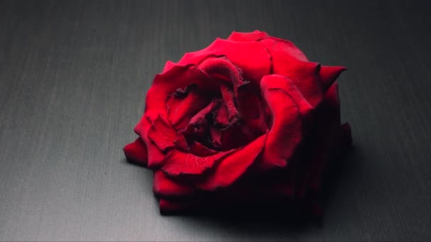 Flor seca, rosa seca de rojo fresco a negro mueren. Caducidad — Vídeos de Stock