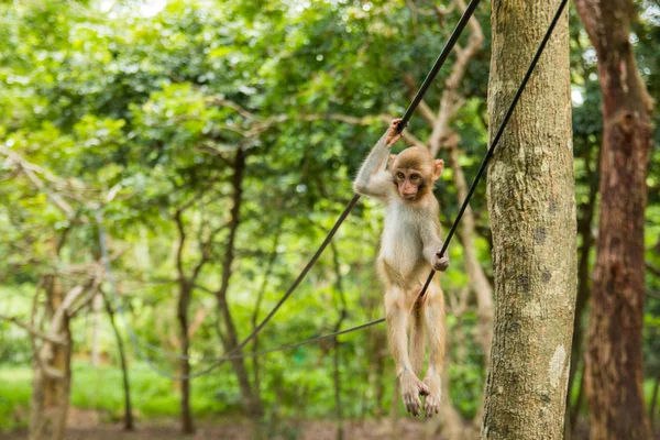 Monkey on wire in tropical forest in Hainan — Stock Photo, Image