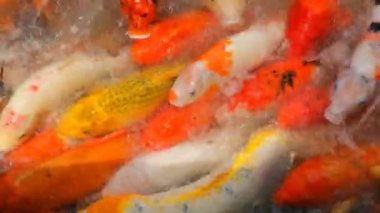Koi Carps bir Park Nanshan yılında nüfusu çok arttı