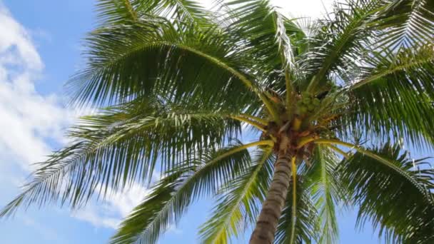 Palmeira de coco na bela praia tropical — Vídeo de Stock