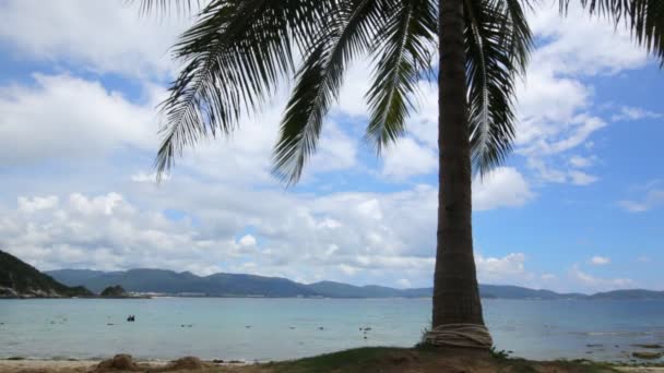 Palmera de coco en la hermosa playa tropical — Vídeos de Stock