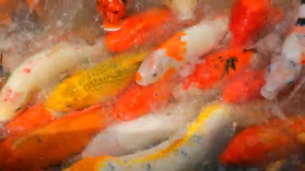 Overpopulated Koi Carps in a Park Nanshan — Stock Video