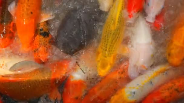 Overpopulated Koi Carps in a Park Nanshan — Stock Video