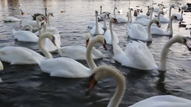 Cisnes en Praga Río Moldava y Puente de Carlos — Vídeo de stock