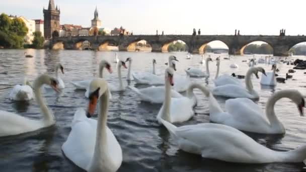 Zwanen in Praag rivier Vltava en de Karelsbrug — Stockvideo