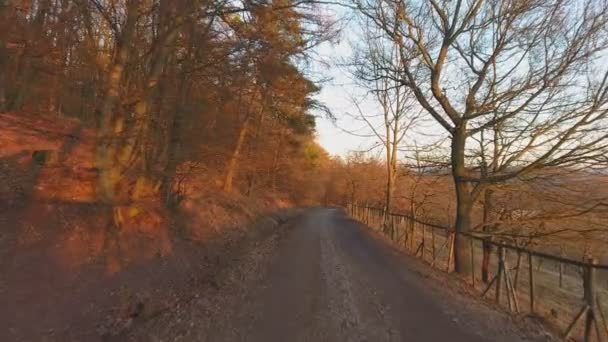 Couleurs d'automne rouges et colorées dans la forêt avec une route et du soleil  