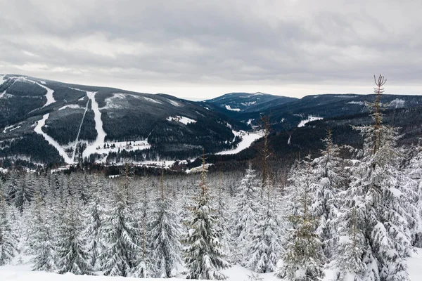 Uitzicht op de berg Krkonose en sparren in sneeuw — Stockfoto