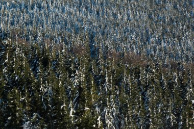 Yüksek Ladin ve dağlarda kar kış arka plan