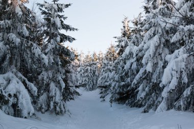 Yüksek çayırlı kış manzarası ve dağlarda kar