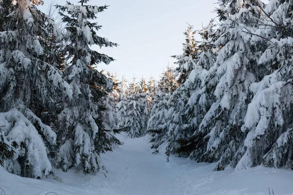 Yüksek çayırlı kış manzarası ve dağlarda kar