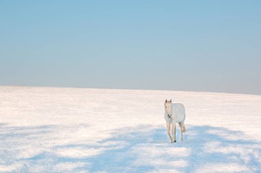Kışın beyaz at
