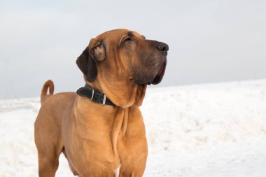 Kışın Fila Brasileiro erkek