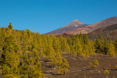 Güzel yeşil çam ağaçları Teide dağlar Tenerife, Kanarya Adaları üzerinde