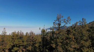 Tenerife Ulusal Parkı, Kanarya Adaları