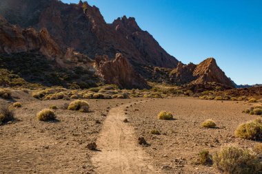 Patika Teide Milli Parkı'nda Tenerife, Kanarya Adaları