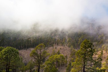 Bulutların üstünde Teide dağlar, Tenerife, Kanarya Adaları'ormanda