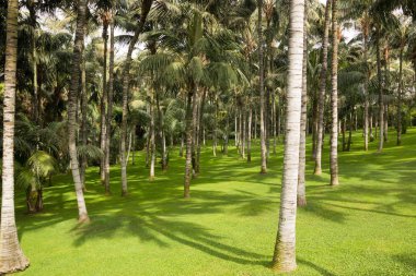 Tenerife tropikal Park palmiye ağaçları