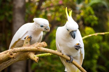 Tenerife Loro parkta iki beyaz cockatooes