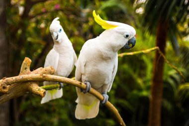 Tenerife Loro parkta iki beyaz cockatooes