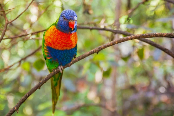 Loro colorido en Loro Park, Tenerife — Foto de Stock