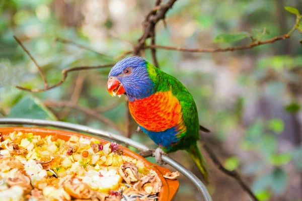 オウム公園、テネリフェ島でカラフルなオウム — ストック写真