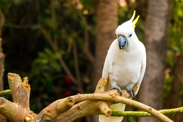 White cockatoo in Loro Park in Tenerife — Stock Photo, Image