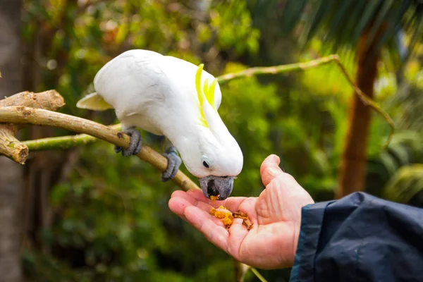 Feeding of White cockatoo in Loro Park in Tenerife — Stock Photo, Image
